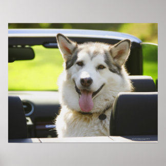Husky hund från konvertibel poster