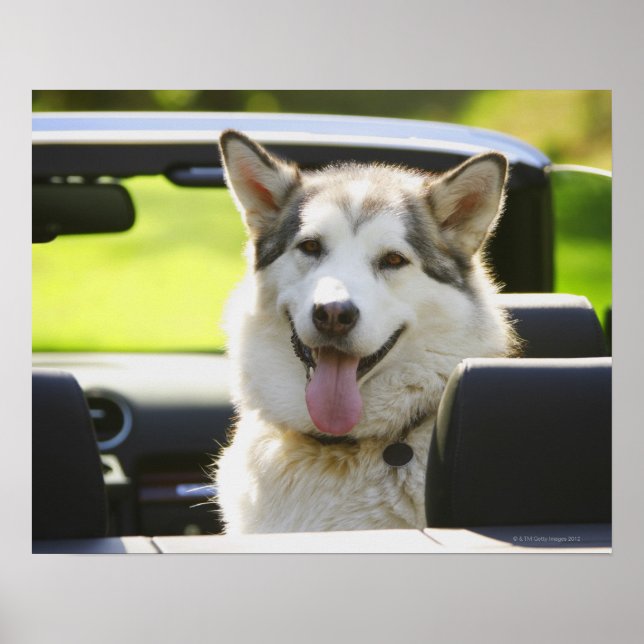 Husky hund från konvertibel poster (Framsidan)