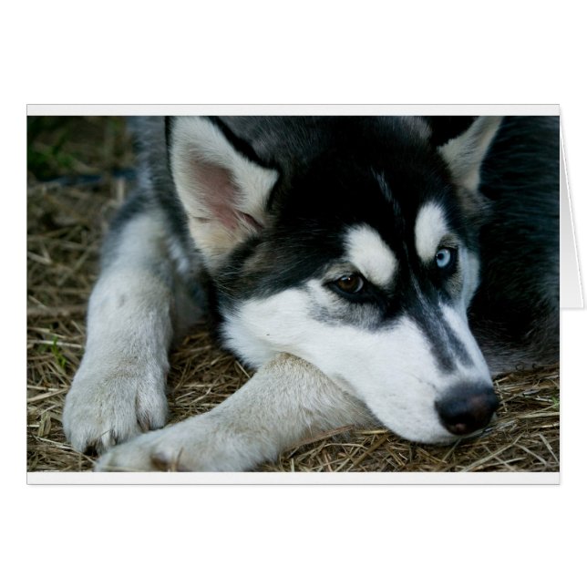 Husky Hund Hälsningskort (Framsidan Horizontal)