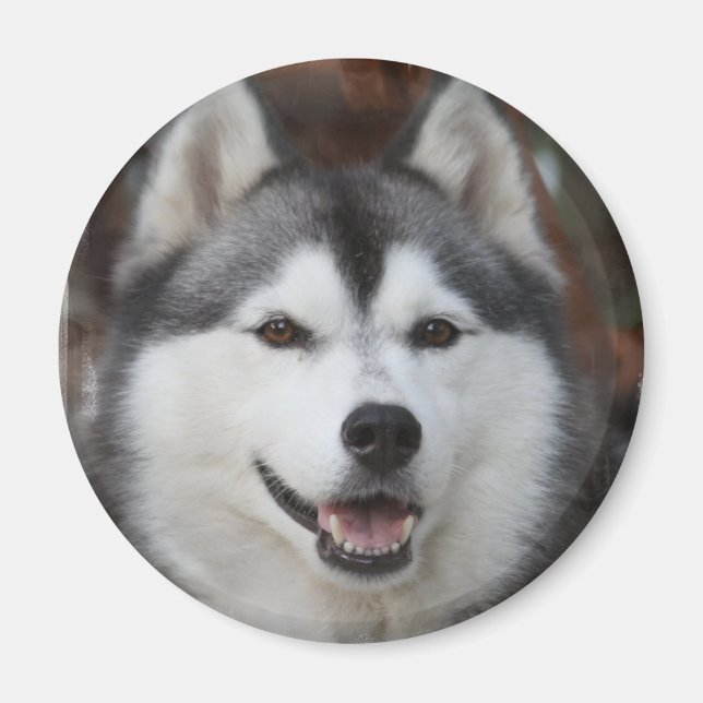Husky Hund Magnet (Framsidan)