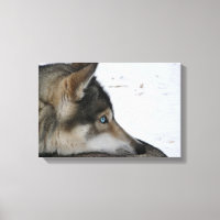 Husky hund med blå ögon