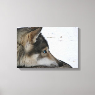 Husky hund med blåttögon canvastryck