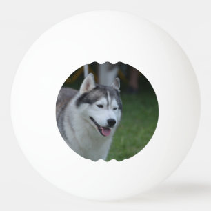 Husky hund pingisboll