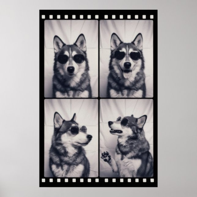 Husky Hund Porträtt Poster (Framsidan)