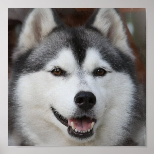 Husky Hund Print Poster (Framsidan)
