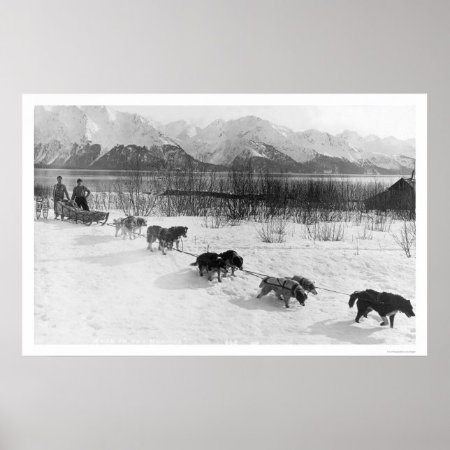 Husky Hund Team Alaska 1918 Poster (Framsidan)