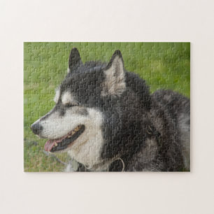 Husky hundpussel pussel