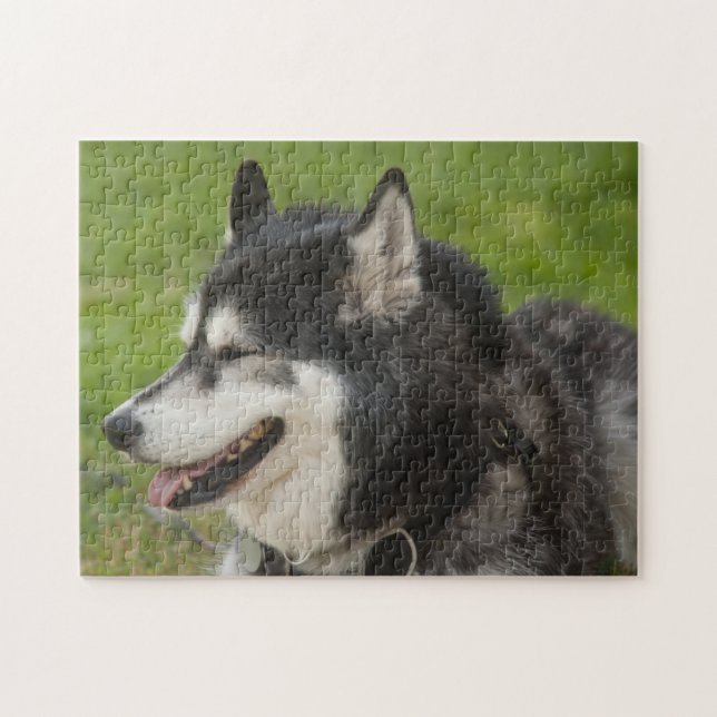 Husky hundpussel pussel (Horisontell)