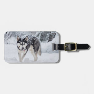 Husky i snö bagagebricka