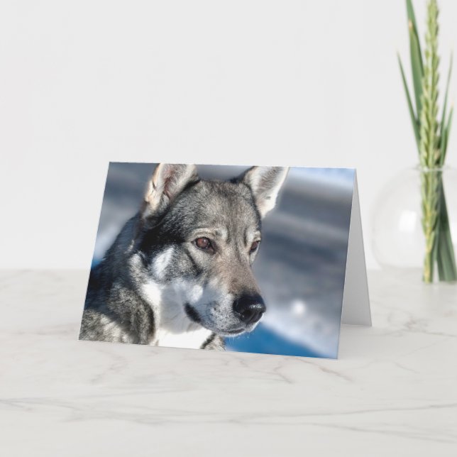 Husky i Snö Note Card Kort (Framsida)