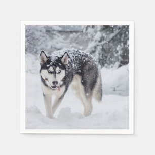 Husky i snö pappersservett