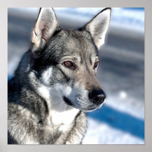 Husky i Snö Poster (Framsidan)