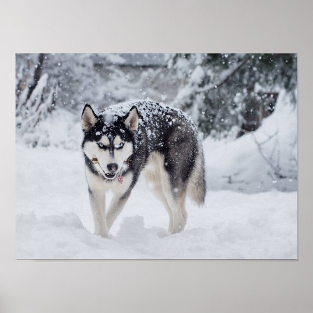 Husky i snö poster (Framsidan)