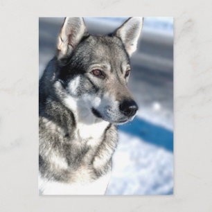 Husky i Snö vykort