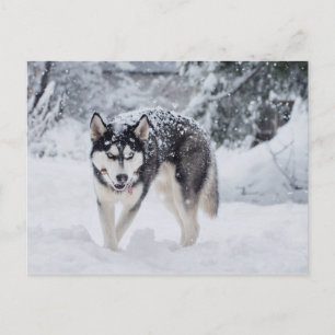 Husky i snö vykort