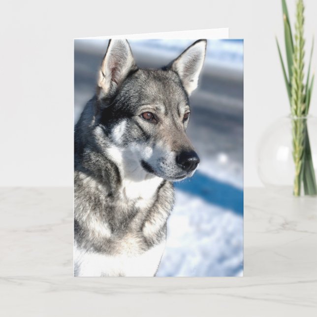 Husky i snöhälsningkort kort (Framsida)