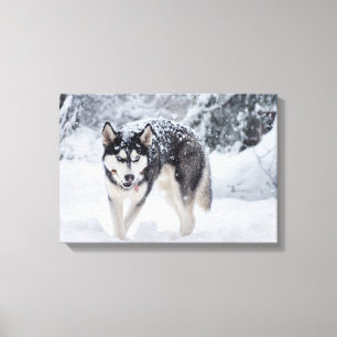 Husky i snön canvastryck