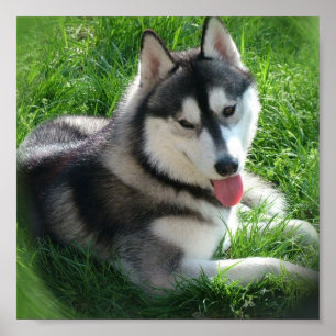 Husky kanvastryck poster