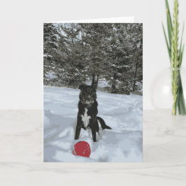 Husky Lab Hund Snö täckt av Träd Red Boll Kort