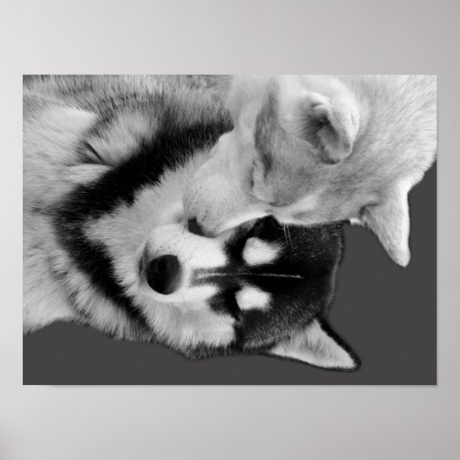 Husky Love Poster (Framsidan)