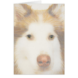 Husky Malamutekort, sledhund Hälsningskort
