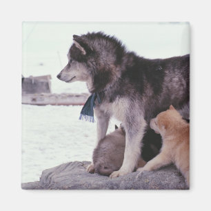 Husky med kull av valper magnet