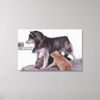 Husky med lite valper canvastryck