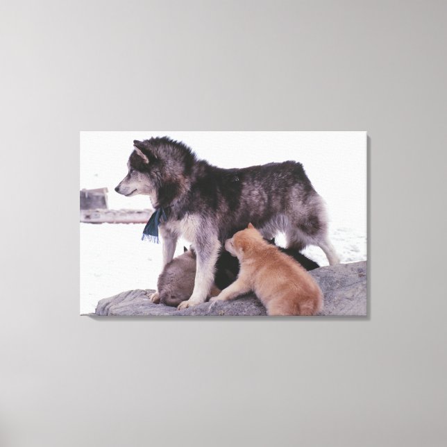 Husky med lite valper canvastryck (Framsida)