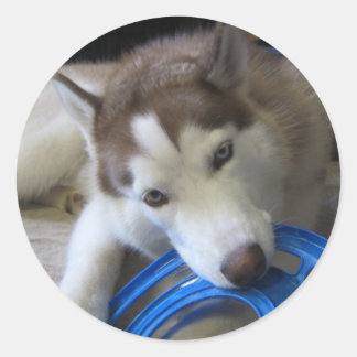 husky och frisbee runt klistermärke