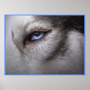 Husky Öga Poster Sled Hund Art Poster Husky Gifts