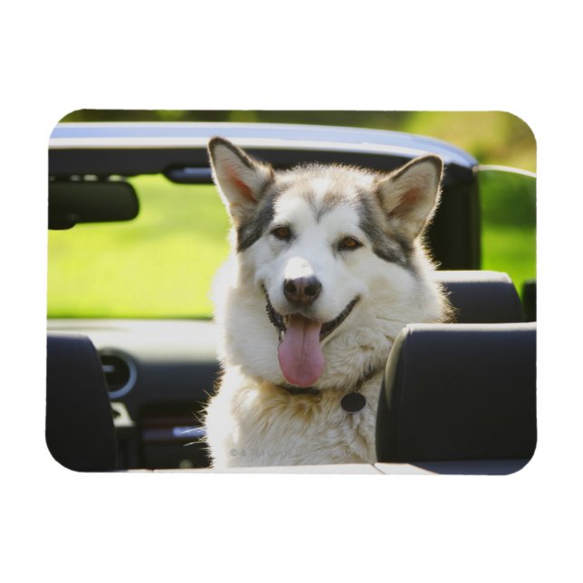 Husky på en Ride Magnet (Horisontell)