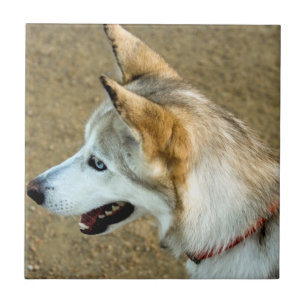 Husky porträtt kakelplatta