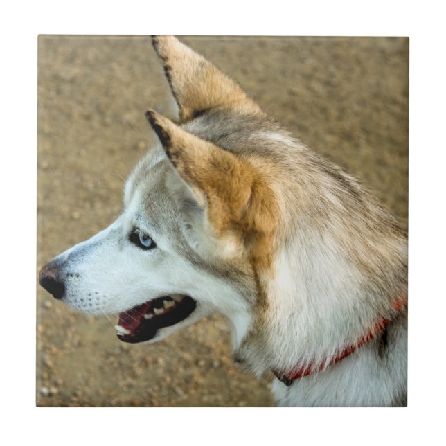 Husky Porträtt Kakelplatta (Framsidan)