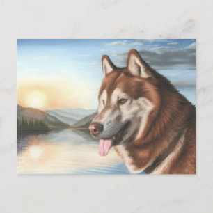 Husky Postcard Vykort