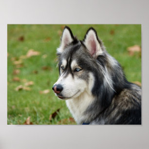 Husky Poster