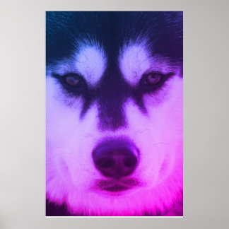 Husky Poster