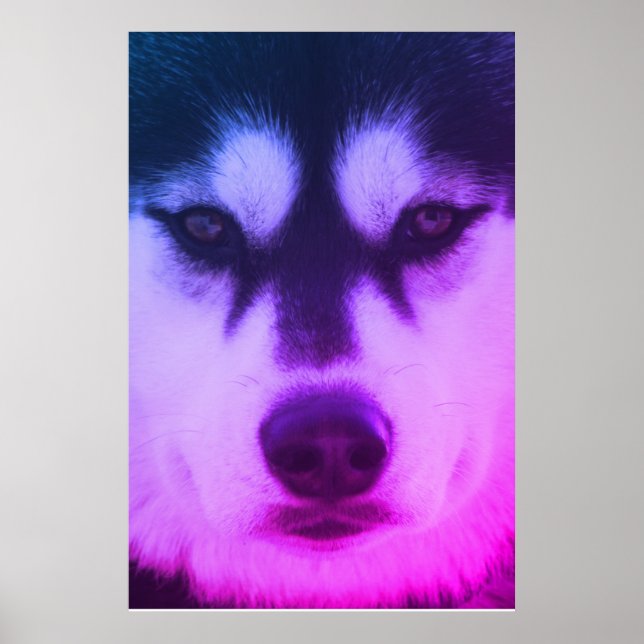 Husky Poster (Framsidan)