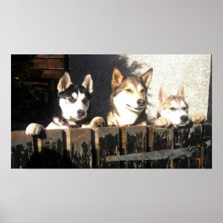 Husky Print... Sök! Poster