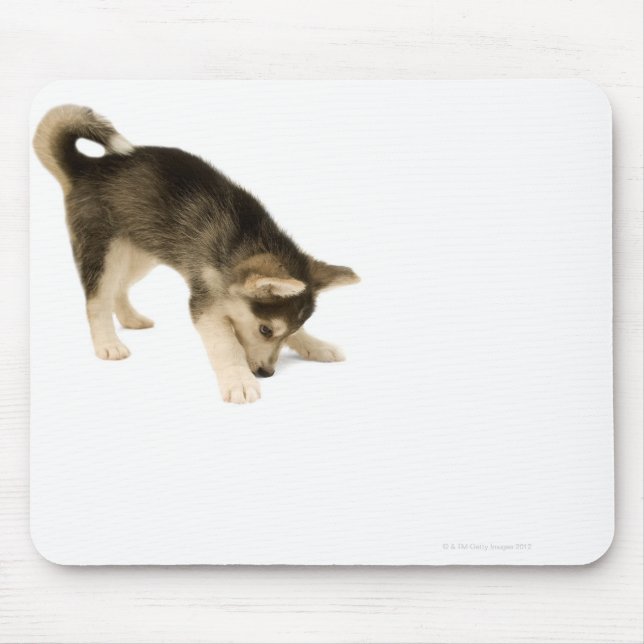 Husky Puppy 2 Musmatta (Framsidan)