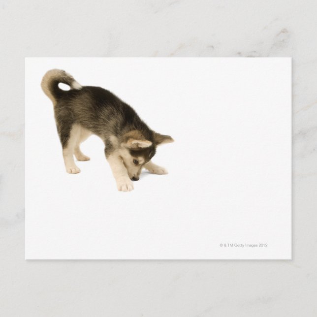Husky Puppy 2 Vykort (Framsida)