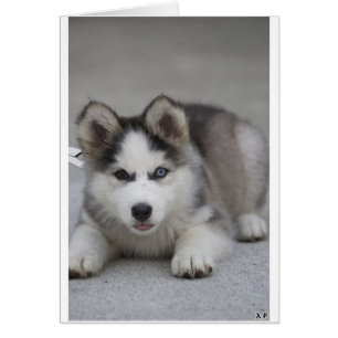 Husky Puppy Hälsningskort