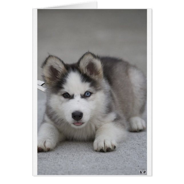 Husky Puppy Hälsningskort (Framsidan)
