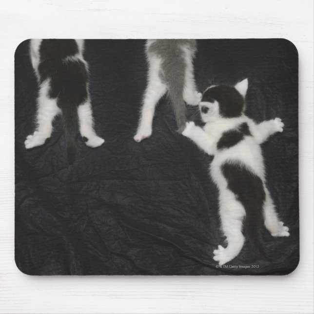 Husky Puppy Musmatta (Framsidan)