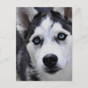 Husky Puppy Postcard Vykort