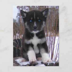 Husky Puppy Postcards Vykort