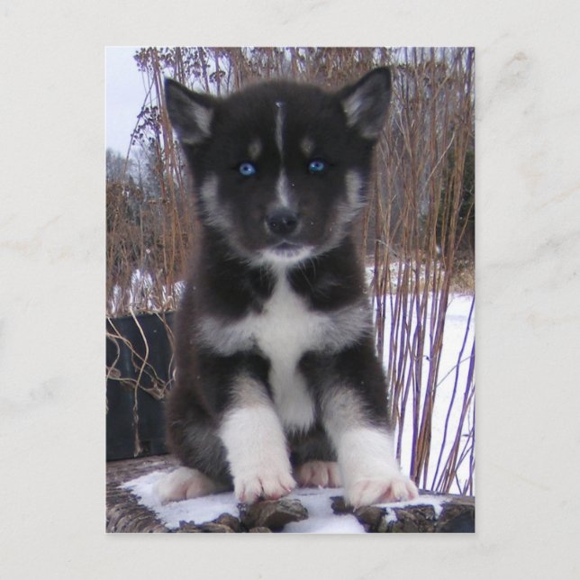 Husky Puppy Postcards Vykort (Framsida)