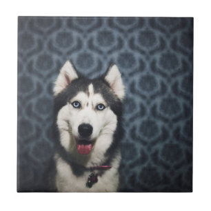 Husky Puppy Posy med Mörk Bakground Kakelplatta