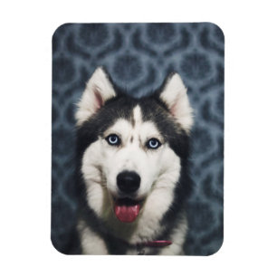Husky Puppy Posy med Mörk Bakground Magnet