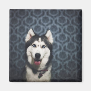 Husky Puppy Posy med Mörk Bakground Magnet