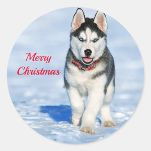 Husky Puppy Snö Photo jul Runt Klistermärke